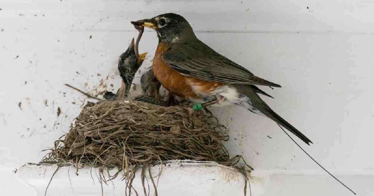 Scientists hail golden age to trace bird migration with tech